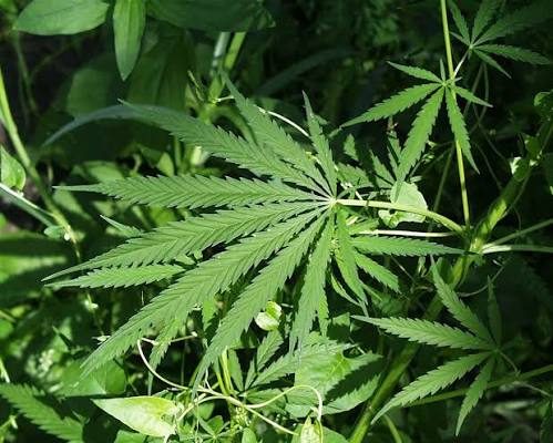 Fresh botanical leaves in a terpene-rich canopy
